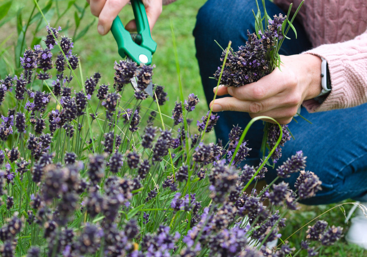 Été : quelles plantes peuvent être au soleil dans le jardin ?