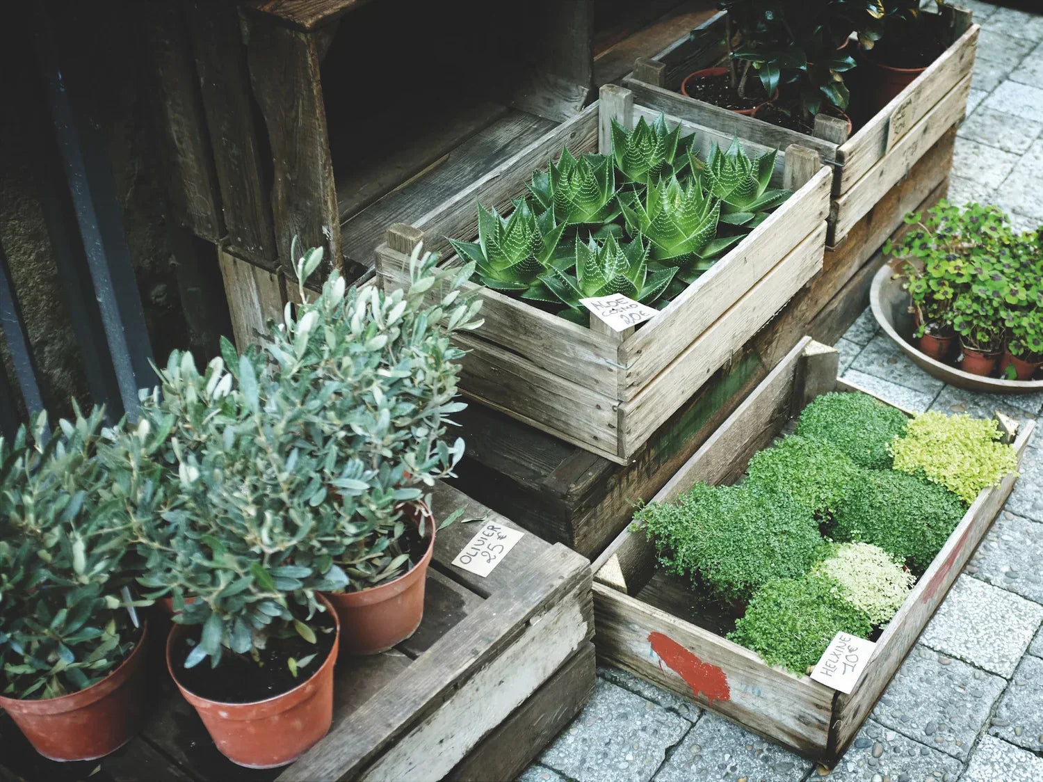 Comment disposer les plantes sur votre terrasse ?